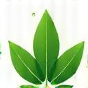 Carbon neutral leaf icon